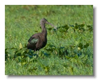 Glossy Ibis_ANL_3922